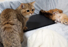 初対面の子猫達を前に、ちょっと戸惑い気味のお兄ちゃん猫が可愛い♪ 子猫達が気になる兄猫