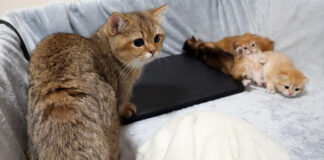 子猫達が気になる兄猫