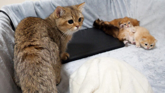 子猫達が気になる兄猫