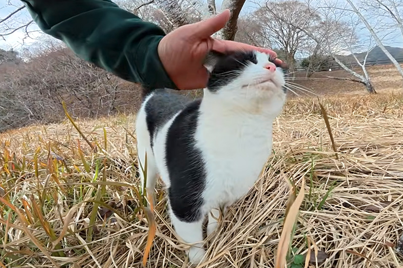 ナデナデ好きの猫