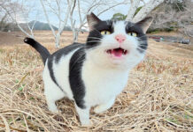 ダムのほとりの広場で出会った猫