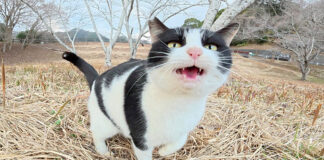 ダムのほとりの広場で出会った猫