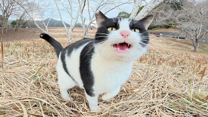 ダムのほとりの広場で出会った猫