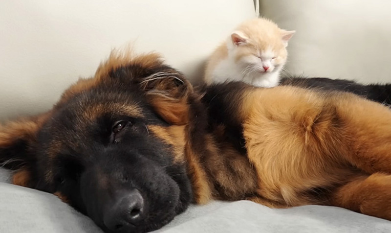シェパードをベッドにする子猫