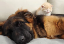 シェパードをベッドにする子猫