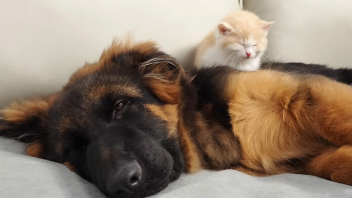 シェパードをベッドにする子猫