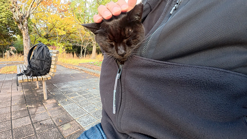 服の中で温まる猫