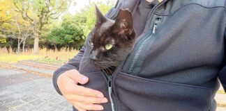 服の中で温まる猫