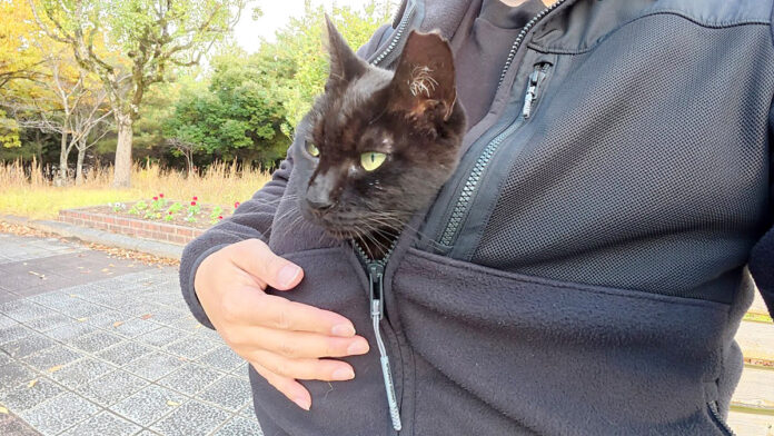 服の中で温まる猫