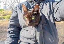 服の中に入った猫