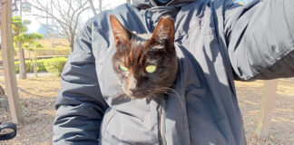 服の中に入った猫