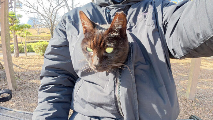 服の中に入った猫