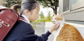 仲良しな女の子と猫