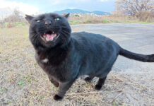 元気な声で話し掛けてきた黒猫