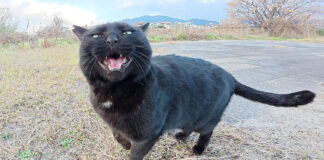 元気な声で話し掛けてきた黒猫