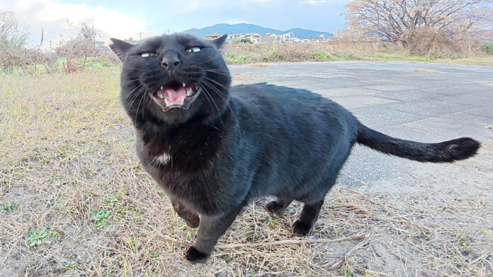 元気な声で話し掛けてきた黒猫