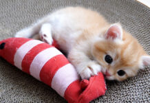 オモチャで遊ぶ子猫