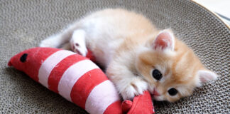 オモチャで遊ぶ子猫