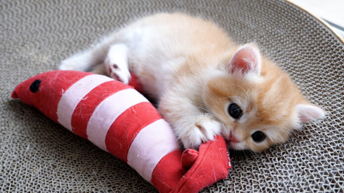 オモチャで遊ぶ子猫