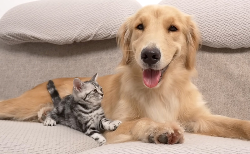 レトリバーにくっつく子猫