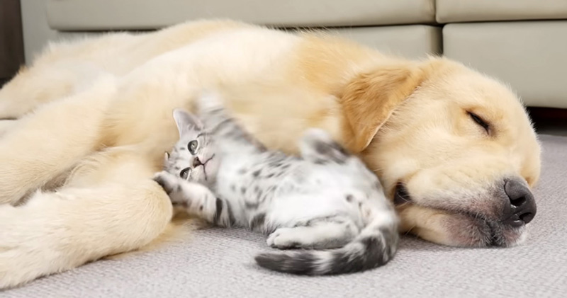 ゴールデンレトリバーに寄り添う子猫