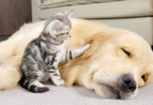 ゴールデンレトリバーを起こす子猫