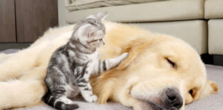 ゴールデンレトリバーを起こす子猫