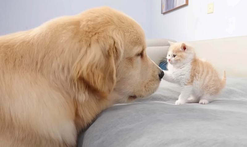 犬が気になる子猫