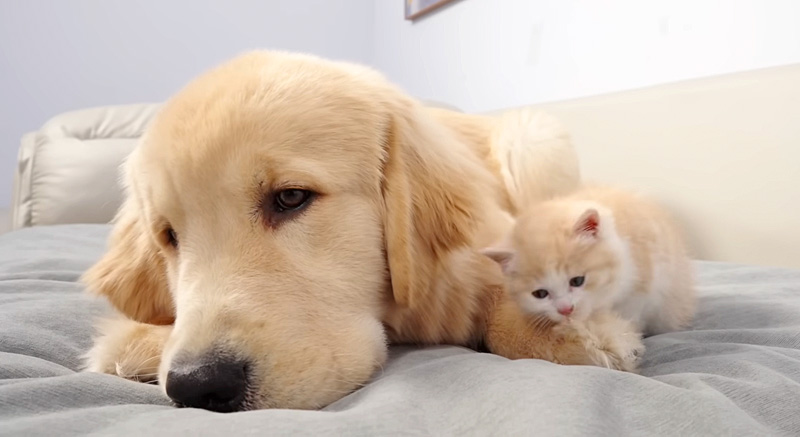 犬に寄り添う子猫