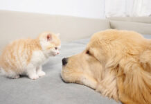 犬が大好きな子猫