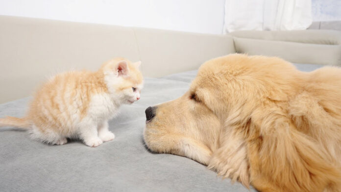 犬が大好きな子猫