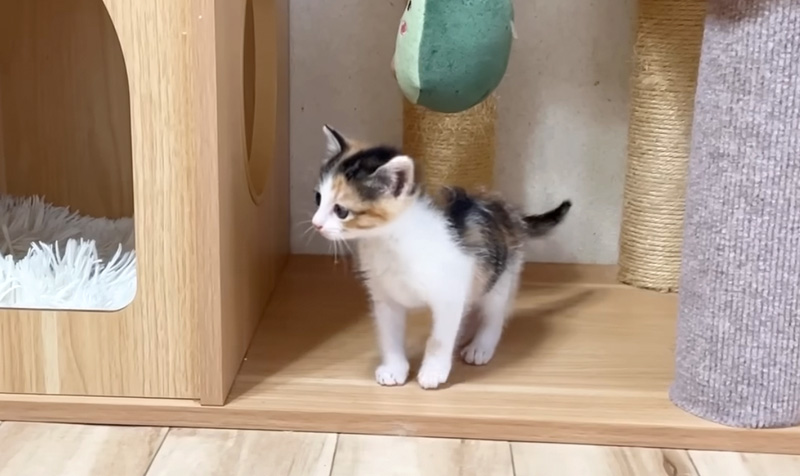 見つめる子猫