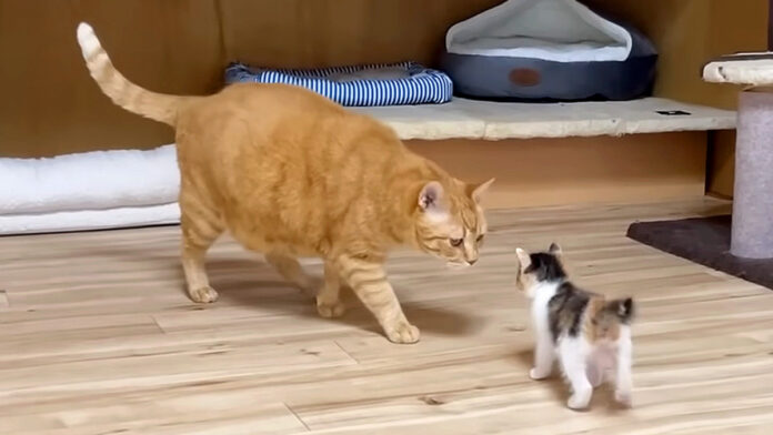 先住猫に出会った子猫