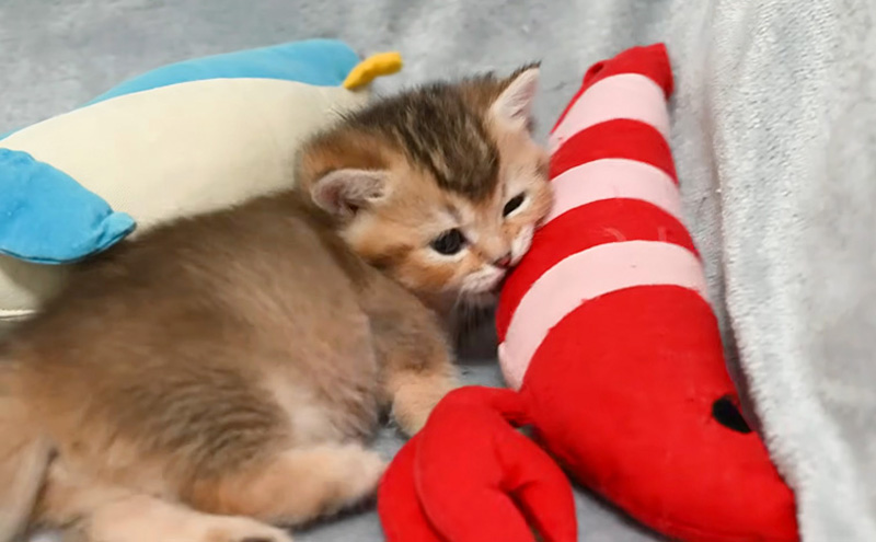 オモチャで遊ぶ子猫