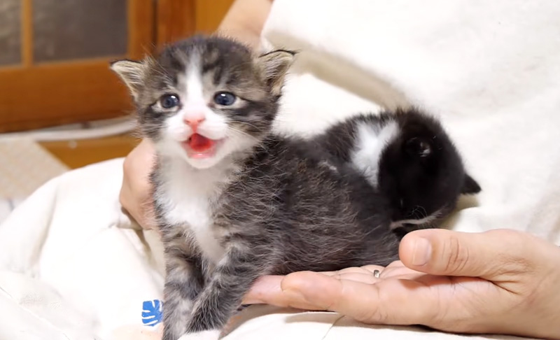 膝の上で甘える子猫達