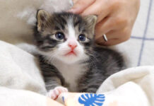 膝の上で甘える子猫