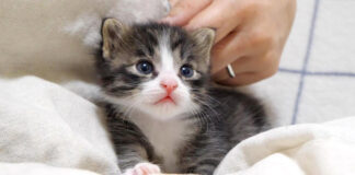 膝の上で甘える子猫