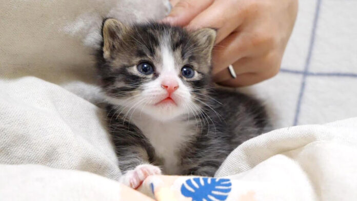 膝の上で甘える子猫