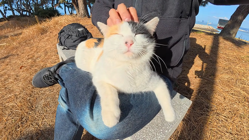 膝の上でとろける猫
