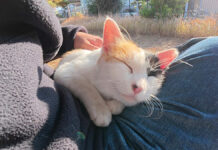 膝の上でとろける猫