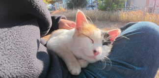 膝の上でとろける猫