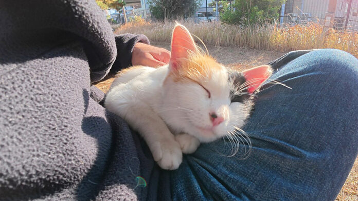 膝の上でとろける猫