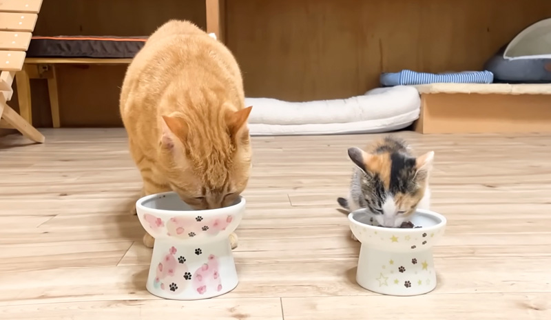 ご飯を食べる猫達