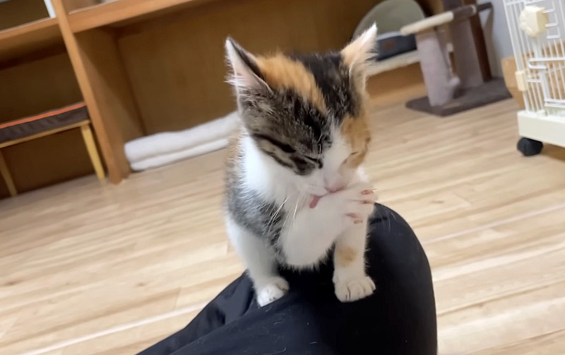 食後のお手入れをする子猫