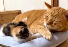 先住猫に寄り添う子猫