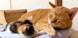 先住猫に寄り添う子猫