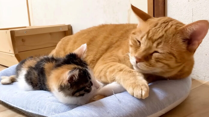 issyoninetai_neko_title 先住猫に寄り添う子猫