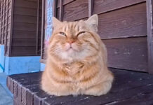 ベンチでまったりする猫