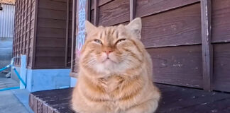 ベンチでまったりする猫