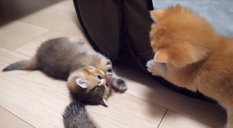 遊ぶ子猫達